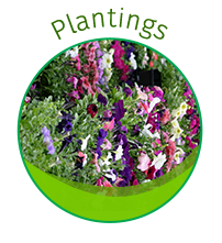 Plantings